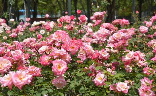 Ozdobne róże: jak wybrać odpowiednie stanowisko dla lepszego kwitnienia?