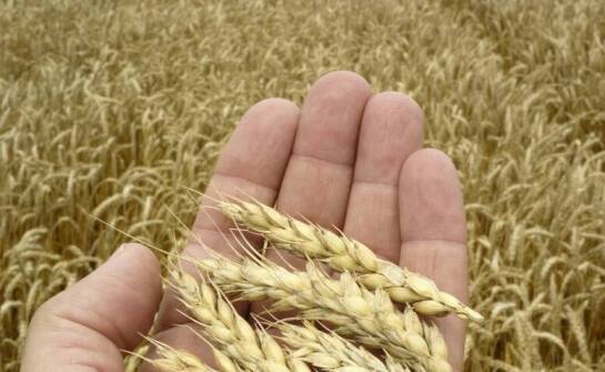 Skuteczne metody czyszczenia zboża przed skupem