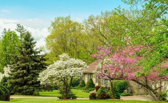 Leczenie drzew i krzewów jako istotny element ochrony miejskiego środowiska