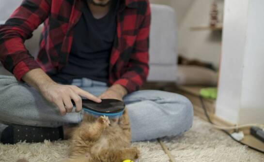 Dlaczego doświadczenie petsittera jest kluczowe w opiece nad starszymi kotami?