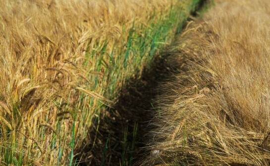 Jakie są różnice w plonowaniu między zaprawioną a niezaprawioną pszenicą?