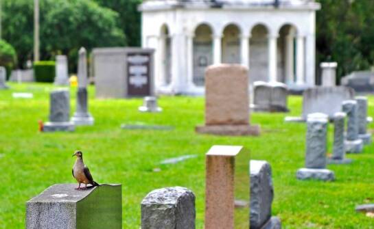 Jak przebiega współpraca z właścicielami podczas utylizacji ich zwierząt?