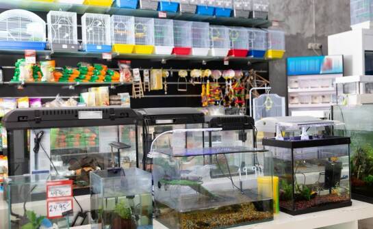 Jak zoologiczny sklep dba o zdrowie żywych zwierząt? Znaczenie weterynaryjnej kontroli