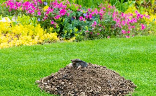 Zwalczanie kretów w ogrodach – jakie są najskuteczniejsze rozwiązania?