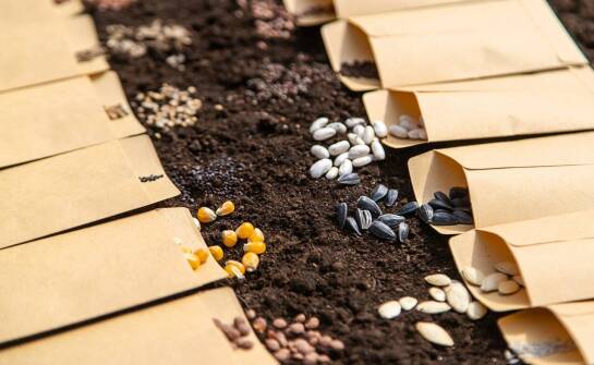 Wybór nasion traw do zróżnicowanych warunków klimatycznych