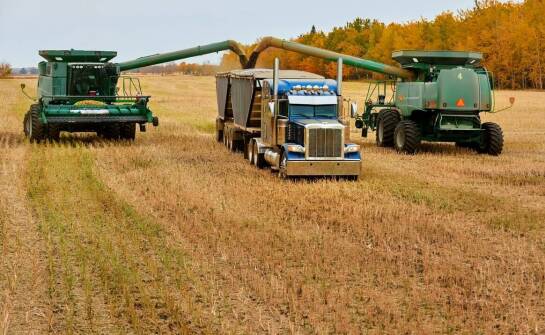 Jak elastyczne terminy odbioru ułatwiają sprzedaż rzepaku?