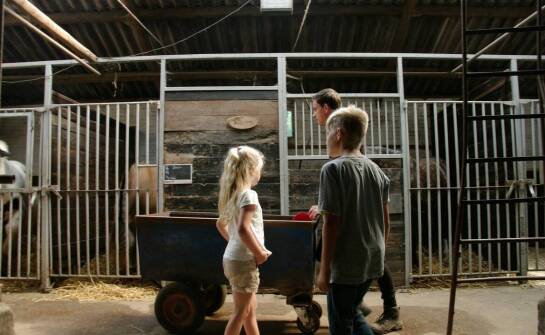 Dlaczego wynajem stajni jest korzystnym rozwiązaniem dla młodych hodowców?