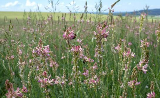 Najlepsze techniki uprawy wyki do zwiększenia miododajności