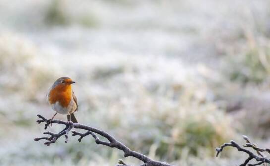 Robinia na pniu – jak wkomponować ją w aranżacje ogrodowe?