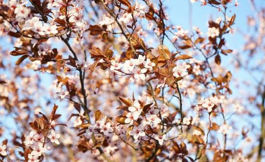 Jakie są świetlne wymagania dla roślin kwitnących na pniu?
