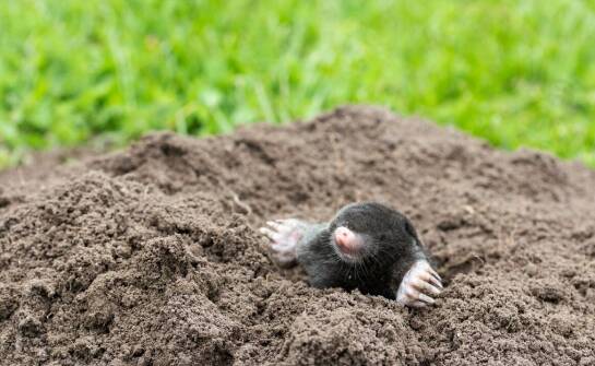 Profesjonalne zwalczanie kretów – dlaczego warto zaufać ekspertom?