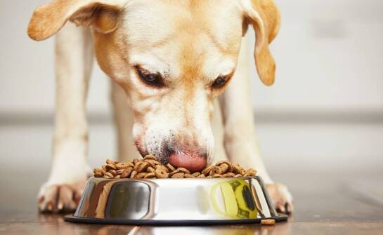 Wpływ diety BARF z wieprzowiną na zachowanie psa