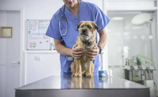 Rola weterynarza w procesie utylizacji psa – co warto wiedzieć?