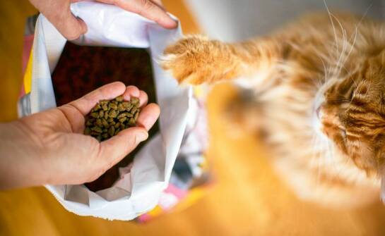 Smaczki z insektami dla kota – czy są odpowiednie dla każdego pupila?