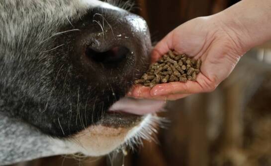 Wpływ meszu Hoveler na wydajność i energię koni podczas zawodów