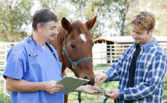 Jakie czynniki wpływają na wybór odpowiednich suplementów dla koni z wrzodami?