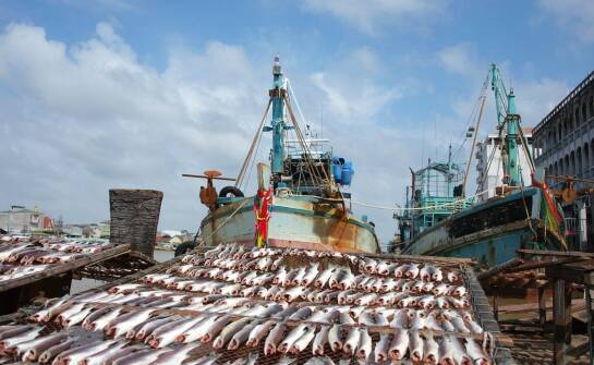 Jak dostosować wybór sieci do rodzaju ryb poławianych?