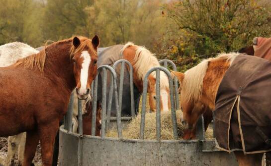 Wpływ regularnego stosowania musli Hoveler na zdrowie układu pokarmowego koni