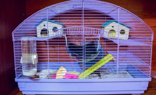 Znaczenie odpowiedniego oświetlenia w klatkach dla gryzoni.