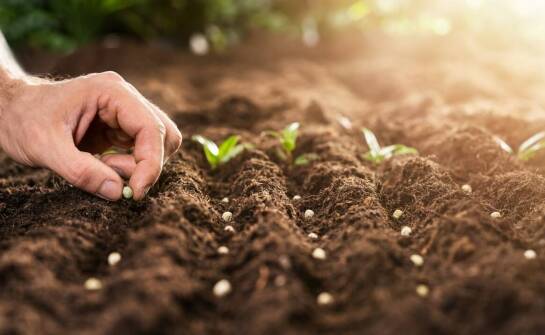 Najlepsze praktyki w pielęgnacji trawnika: wybór nasion i nawozów