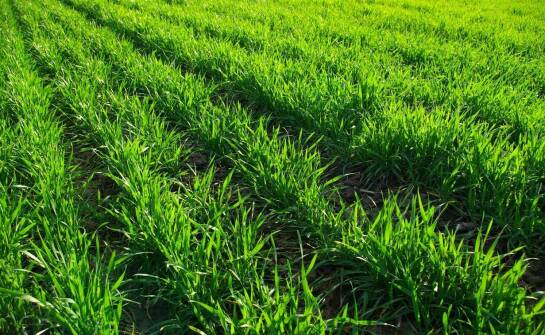 Jak mieszanki traw wpływają na ochronę gleby przed erozją?