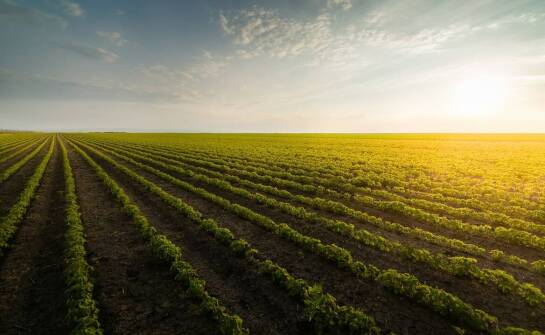 Jakie są korzyści z użycia biostymulatorów organicznych w uprawach?