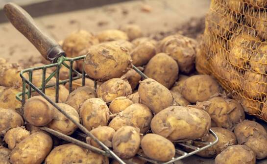 Jakie są kluczowe zalety używania starej ziemniaczanej kopaczki?