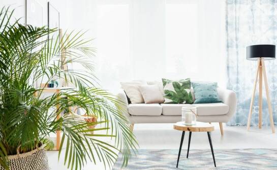 Jakie są najnowsze trendy w dekoracji wnętrz z użyciem koralowej palmy?