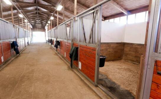 Jakie możliwości personalizacji oferują producenci solariów dla koni?