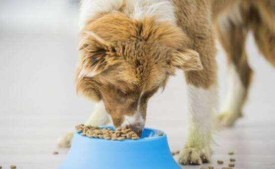 Dlaczego monobiałkowa dieta jest korzystna dla psów z wrażliwym żołądkiem?