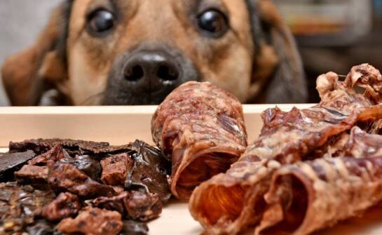 Jakie drobiowe mięso najlepiej sprawdzi się w diecie dla psów aktywnych fizycznie?