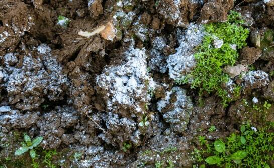 Zimowe wyzwania w uprawie niedośpianu – jak im sprostać?