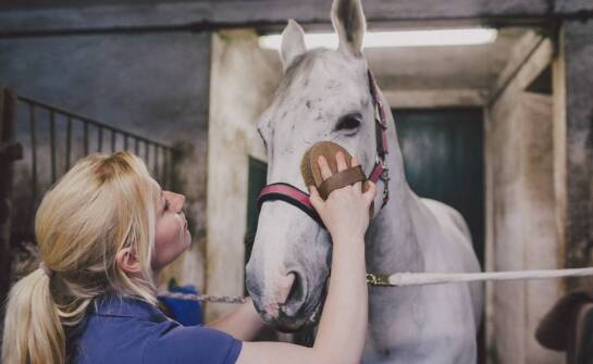 Profesjonalne utrzymanie konia w przydomowej stajni – jakie dostępne są usługi?