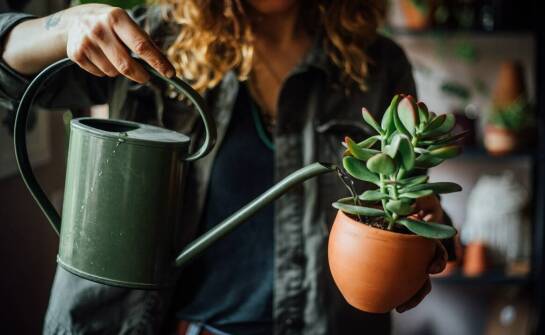 Jak zapewnić odpowiednie nawodnienie dla czerwonej koszteli?