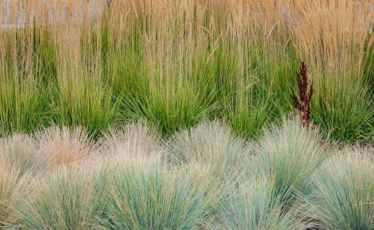 Jakie ozdobne trawy sprawdzą się najlepiej w polskim klimacie?