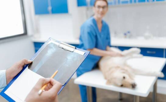 Co wpływa na ceny zabiegów u weterynarza?