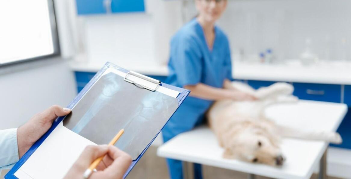Co wpływa na cennik zabiegów u weterynarza?