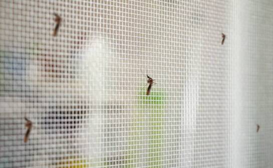 Moskitiery na miarę – jak dopasować je do indywidualnych potrzeb?