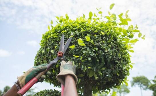 Znaczenie korygujących i formujących cięć dla estetyki ogrodu