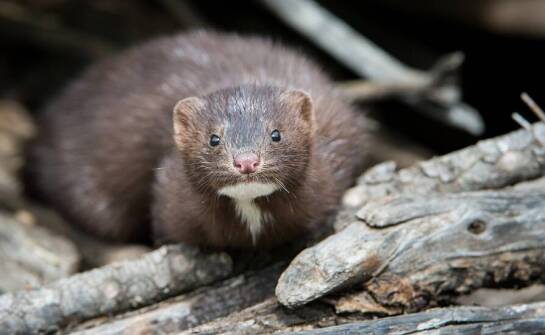 Wpływ ultradźwięków na skuteczność urządzeń do odstraszania kun