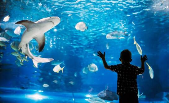 Morskie stworzenia w ofercie figurek Schleich – odkryj świat podwodny