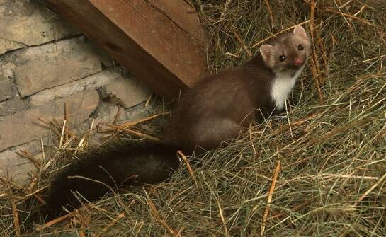 Jak dźwięk odstraszający kuny wpływa na inne domowe zwierzęta?