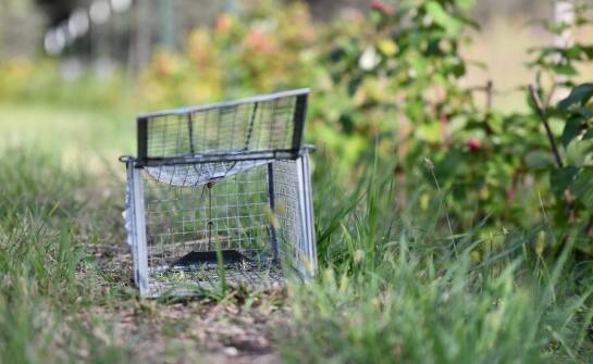 Co klienci piszą w opiniach o bezpieczeństwie stosowania tych pułapek?