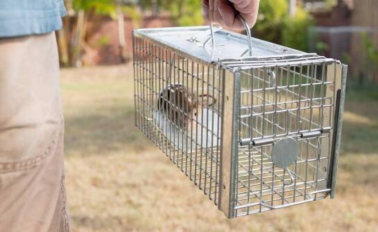 Jakie są zalety szybkich żywołapek pułapek?