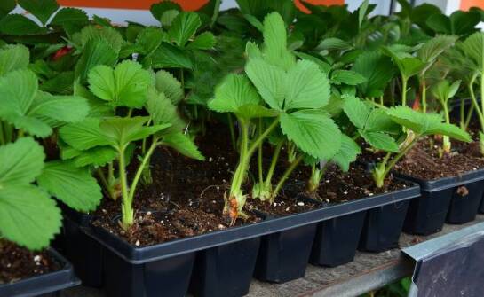 Najlepsze praktyki w zakresie przechowywania i transportu truskawek sadzonek