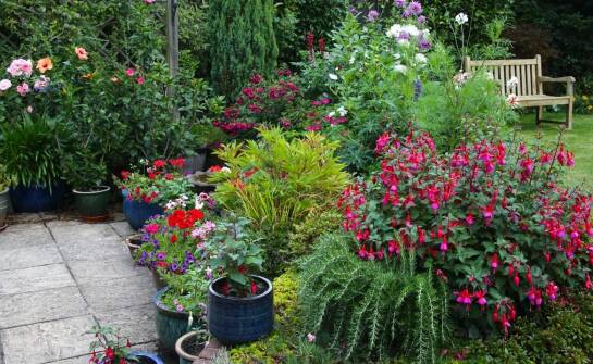 Jakie choroby mogą zaatakować róże w doniczkach i jak im zapobiegać?