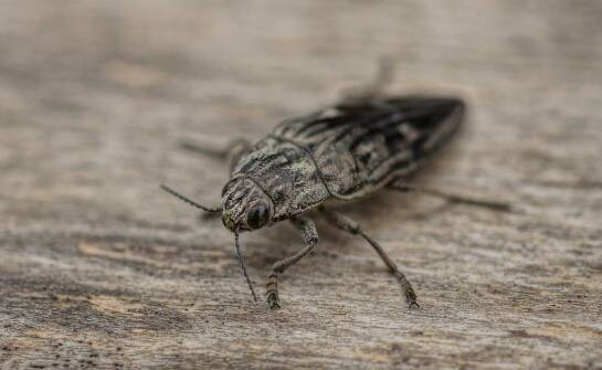 Gryzki – wpływ sezonowych zmian na ich aktywność w domach