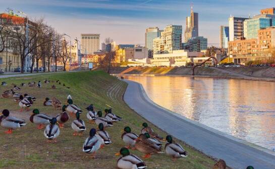 Rola oświetlenia w projektowaniu basenów dla kaczek