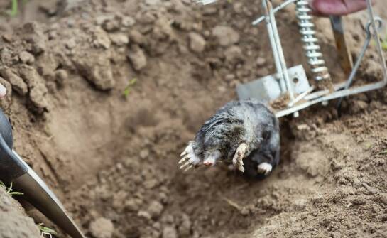 Zastosowanie szwajcarskiej pułapki na kreta w profesjonalnych ogrodowych systemach zabezpieczeń