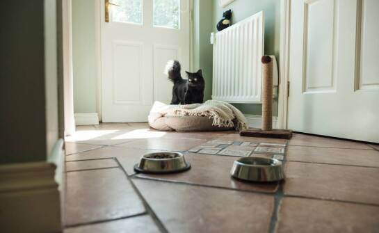 Wpływ opinii właścicieli na decyzję o wyborze hotelu dla kotów w Warszawie